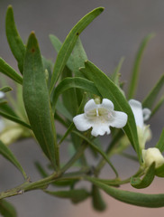 Eremophila mitchellii