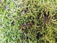 Rhynchostegium confertum