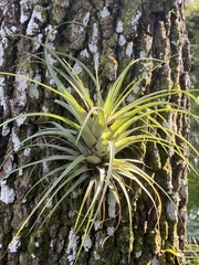 Tillandsia utriculata