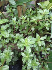 Portulaca umbraticola