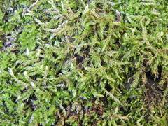 Rhynchostegium confertum