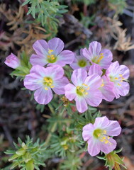 Frankenia repens