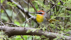 Basileuterus rufifrons