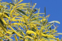 Acacia grandifolia