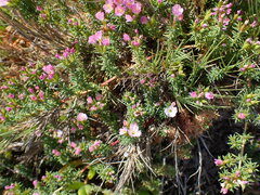 Frankenia repens