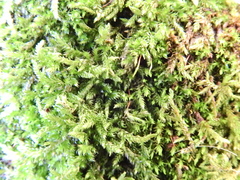 Rhynchostegium confertum
