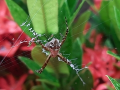 Argiope argentata