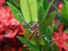 Argiope argentata