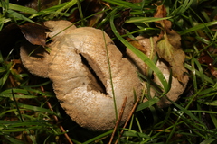 Lycoperdon excipuliforme
