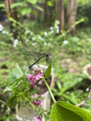Odonata