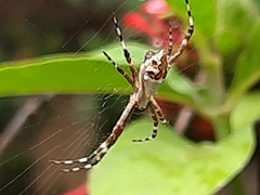 Argiope argentata