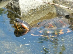 Trachemys dorbigni