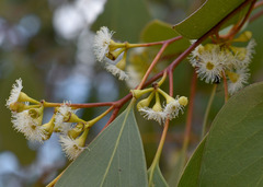 Eucalyptus populnea