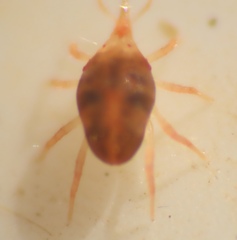 Bdellidae