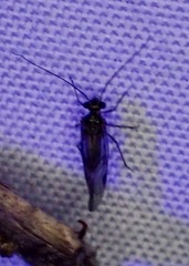 Dasydemellidae