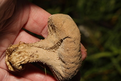 Lycoperdon excipuliforme