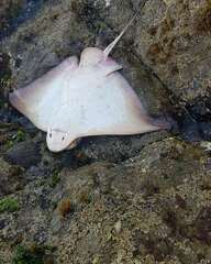 Myliobatis peruvianus