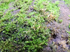 Rhynchostegium confertum