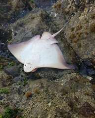 Myliobatis peruvianus