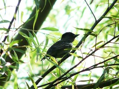 Pachyramphus polychopterus