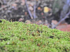 Rhynchostegium confertum