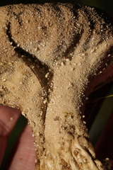 Lycoperdon excipuliforme