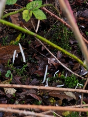 Clavaria fragilis