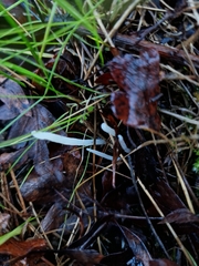 Clavaria fragilis