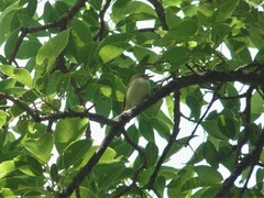 Vireo chivi