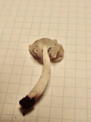 Helvella levis