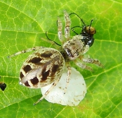 Pelegrina proterva