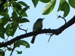 Vireo chivi