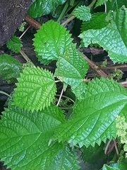 Urtica dioica