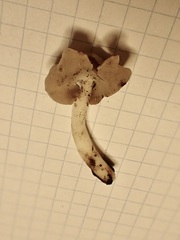 Helvella levis