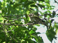 Vireo chivi
