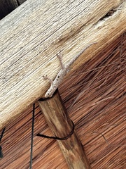 Lygodactylus stevensoni