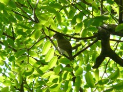 Vireo chivi