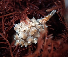 Pusula solandri