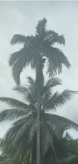 Arecaceae