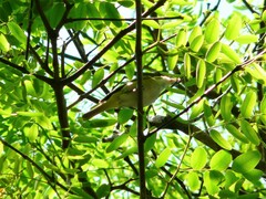 Vireo chivi