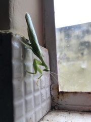 Photiomantis