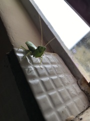 Photiomantis