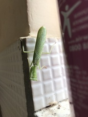 Photiomantis