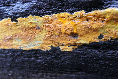 Phlebiodontia subochracea