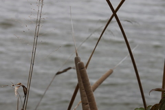 Typha domingensis