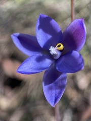 Thelymitra × truncata