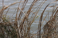 Typha domingensis