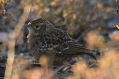 Chersomanes albofasciata