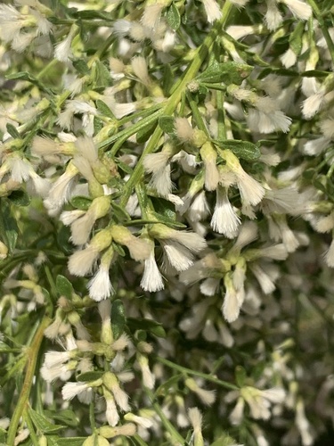 iNaturalist observation photo of coyote brush