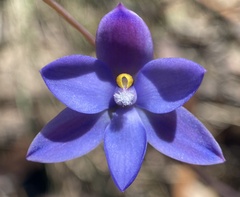 Thelymitra × truncata